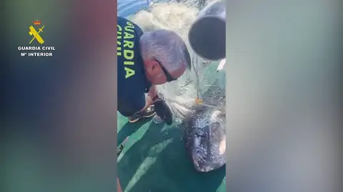 Un momento de la liberación del pez luna Un momento de la liberación del pez luna