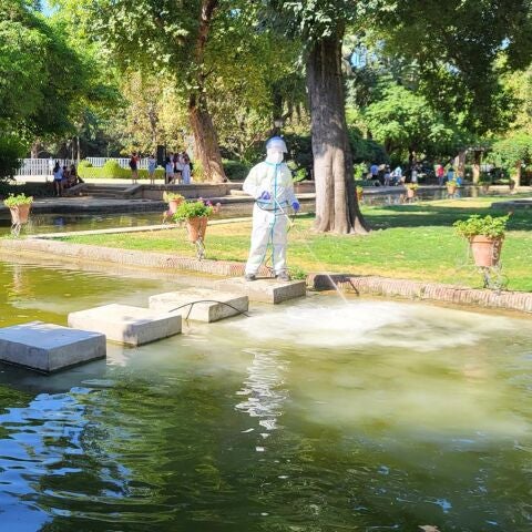 Se intensifican los trabajos de prevención frente al Virus del Nilo en parques de Sevilla