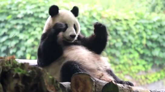 El simp&aacute;tico y adorable v&iacute;deo de unos pandas rasc&aacute;ndose la espalda contra un tronco en un centro de la provincia china de Shichuan
