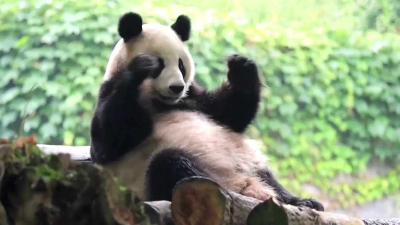 El simpático y adorable vídeo de unos pandas rascándose la espalda contra un tronco en un centro de la provincia china de Shichuan El simpático y adorable vídeo de unos pandas rascándose la espalda contra un tronco en un centro de la provincia china de Shichuan