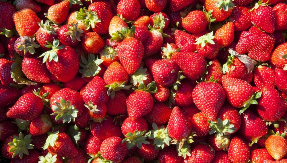 Cultivos de fresas.