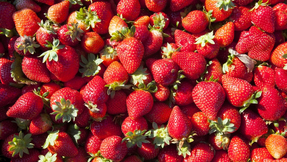 Cultivos de fresas. Cultivos de fresas.