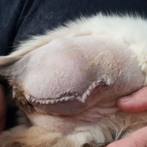 Gatos muertos y malheridos por culpa de trampas mortales en El Cuervo de Sevilla