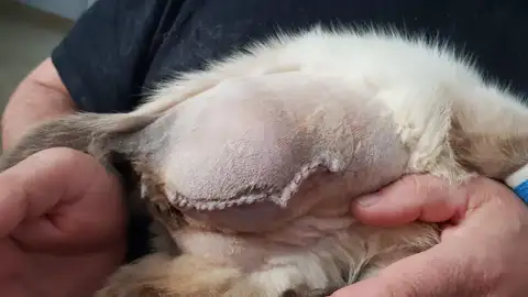 Gato herido en El Cuervo de Sevilla Gato herido en El Cuervo de Sevilla