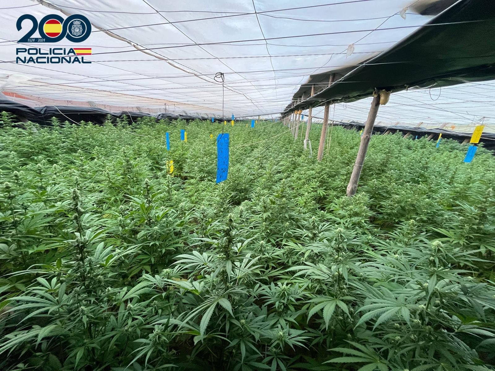 Golpe al narcotráfico en El Ejido: desmantelan un invernadero con 5.000 plantas de marihuana y 2,3 toneladas de peso Golpe al narcotráfico en El Ejido: desmantelan un invernadero con 5.000 plantas de marihuana y 2,3 toneladas de peso