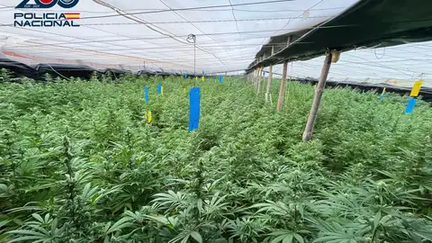 Golpe al narcotráfico en El Ejido: desmantelan un invernadero con 5.000 plantas de marihuana y 2,3 toneladas de peso Golpe al narcotráfico en El Ejido: desmantelan un invernadero con 5.000 plantas de marihuana y 2,3 toneladas de peso