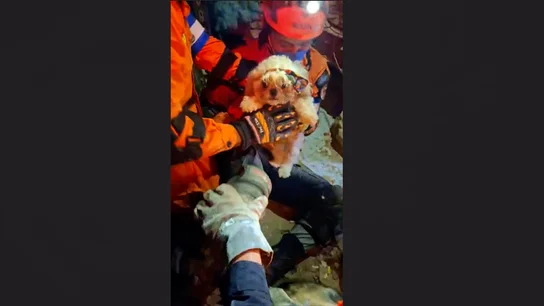 Rescatan a un cachorro de entre los escombros de Venezuela Rescatan a un cachorro de entre los escombros de Venezuela