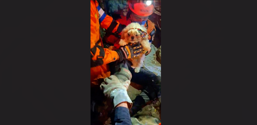 El vídeo del momento en el que rescatan a un cachorro de entre los escombros de Venezuela El vídeo del momento en el que rescatan a un cachorro de entre los escombros de Venezuela