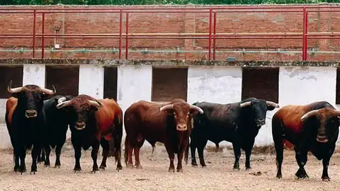Los Corrales del Gas abren al público este miércoles Los Corrales del Gas abren al público este miércoles