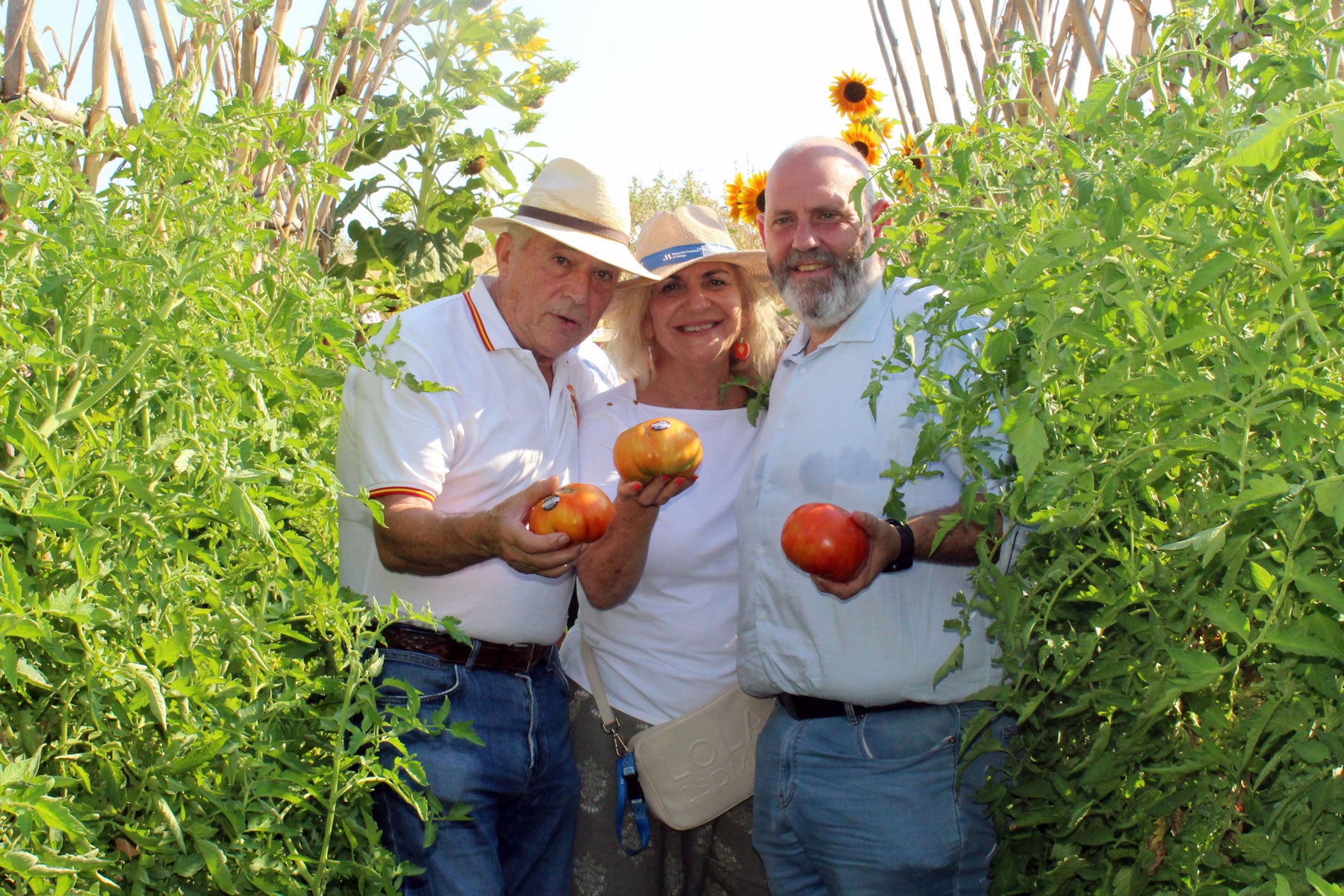 El Tomate Huevo Toro inicia su campaña 2026 con buenas previsiones de producción en el Guadalhorce El Tomate Huevo Toro inicia su campaña 2026 con buenas previsiones de producción en el Guadalhorce