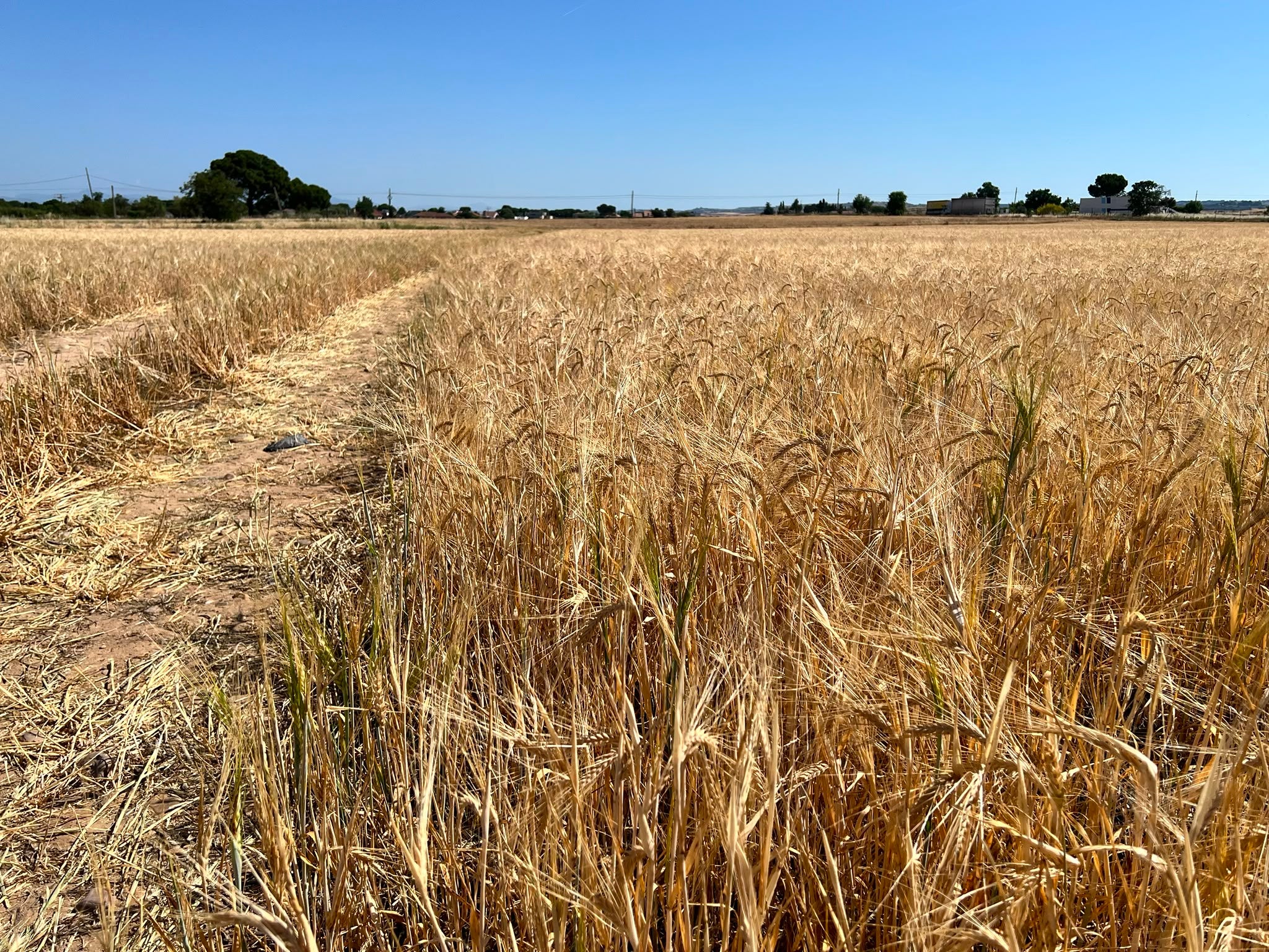 Parcelas de la comarca de Molina de Aragón pierden la cosecha de cereal por las tormentas de pedrisco Parcelas de la comarca de Molina de Aragón pierden la cosecha de cereal por las tormentas de pedrisco