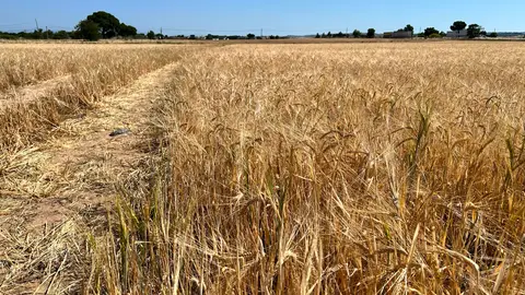 Parcelas de la comarca de Molina de Aragón pierden la cosecha de cereal por las tormentas de pedrisco Parcelas de la comarca de Molina de Aragón pierden la cosecha de cereal por las tormentas de pedrisco