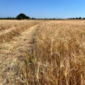 Parcelas de la comarca de Molina de Aragón pierden la cosecha de cereal por las tormentas de pedrisco