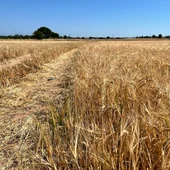 Parcelas de la comarca de Molina de Aragón pierden la cosecha de cereal por las tormentas de pedrisco Parcelas de la comarca de Molina de Aragón pierden la cosecha de cereal por las tormentas de pedrisco