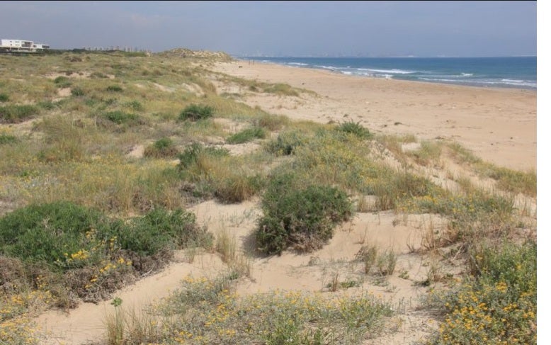 València invertirá 116 mil euros para proteger su playa medioambientalmente más valiosa València invertirá 116 mil euros para proteger su playa medioambientalmente más valiosa