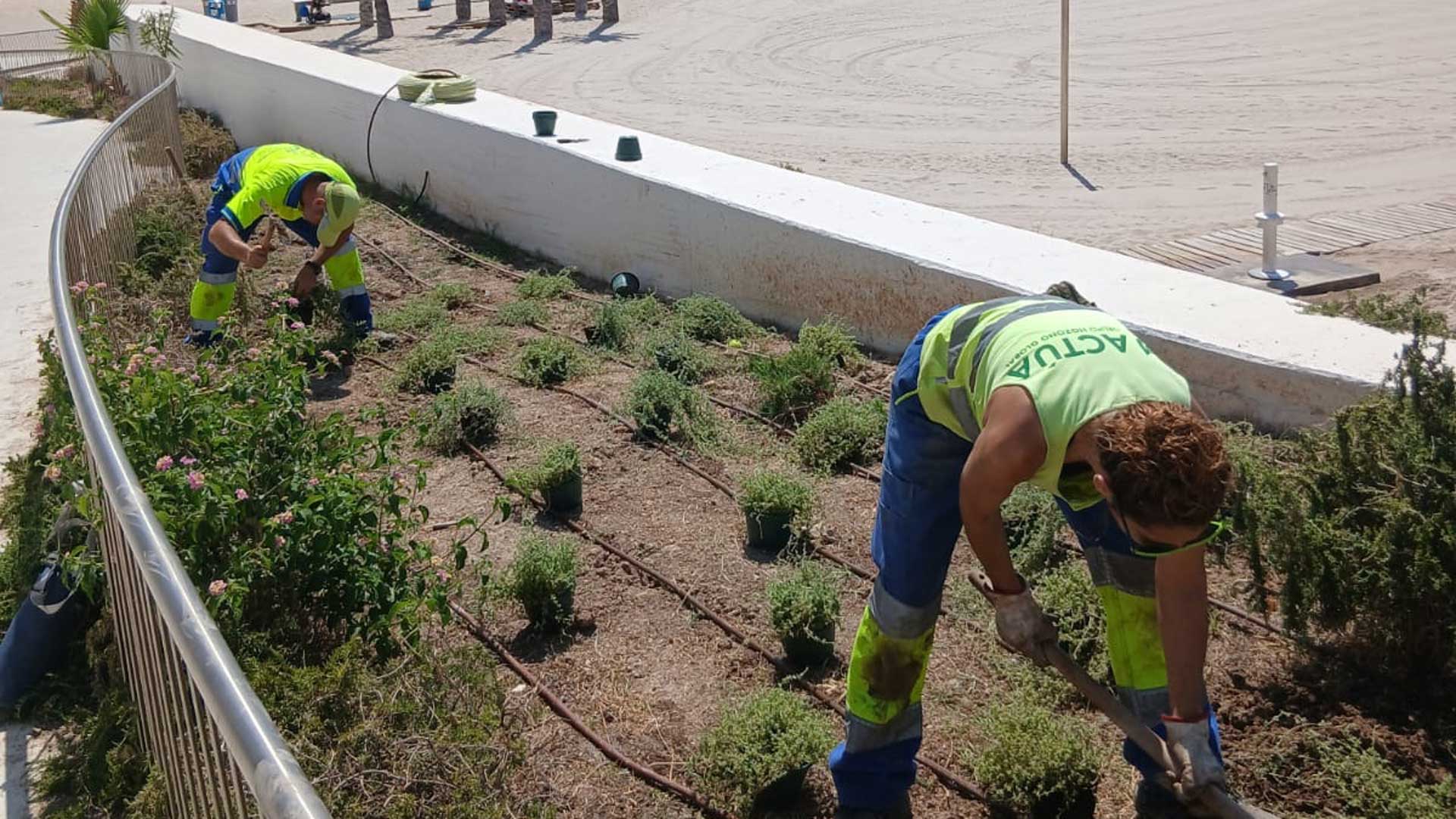Benidorm repone las plantas dañadas en el Paseo de Poniente con más de 3.000 nuevos ejemplares Benidorm repone las plantas dañadas en el Paseo de Poniente con más de 3.000 nuevos ejemplares