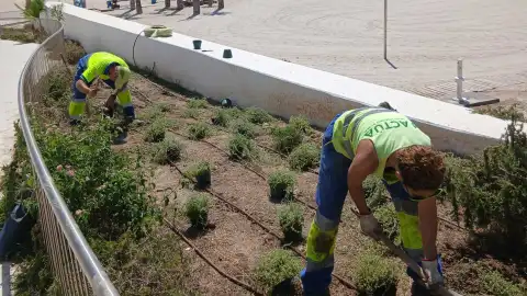 Benidorm repone las plantas dañadas en el Paseo de Poniente con más de 3.000 nuevos ejemplares Benidorm repone las plantas dañadas en el Paseo de Poniente con más de 3.000 nuevos ejemplares