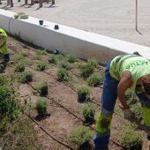Benidorm repone las plantas dañadas en el Paseo de Poniente con más de 3.000 nuevos ejemplares