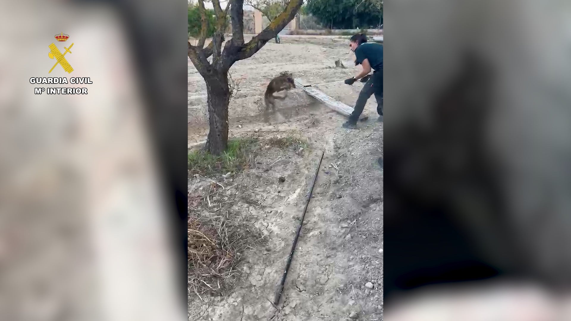 La Guardia Civil rescata en Aspe un zorro atrapado en un pozo de cuatro metros de profundidad La Guardia Civil rescata en Aspe un zorro atrapado en un pozo de cuatro metros de profundidad