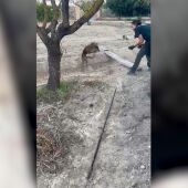 El zorro se encontraba atrapado en un pozo de cuatro metros de profundidad. 