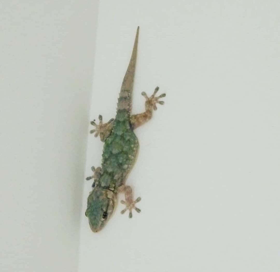 Qué sabemos de las salamanquesas Qué sabemos de las salamanquesas