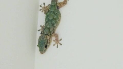 Salamanquesa