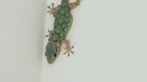 Salamanquesa Salamanquesa