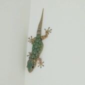 Salamanquesa