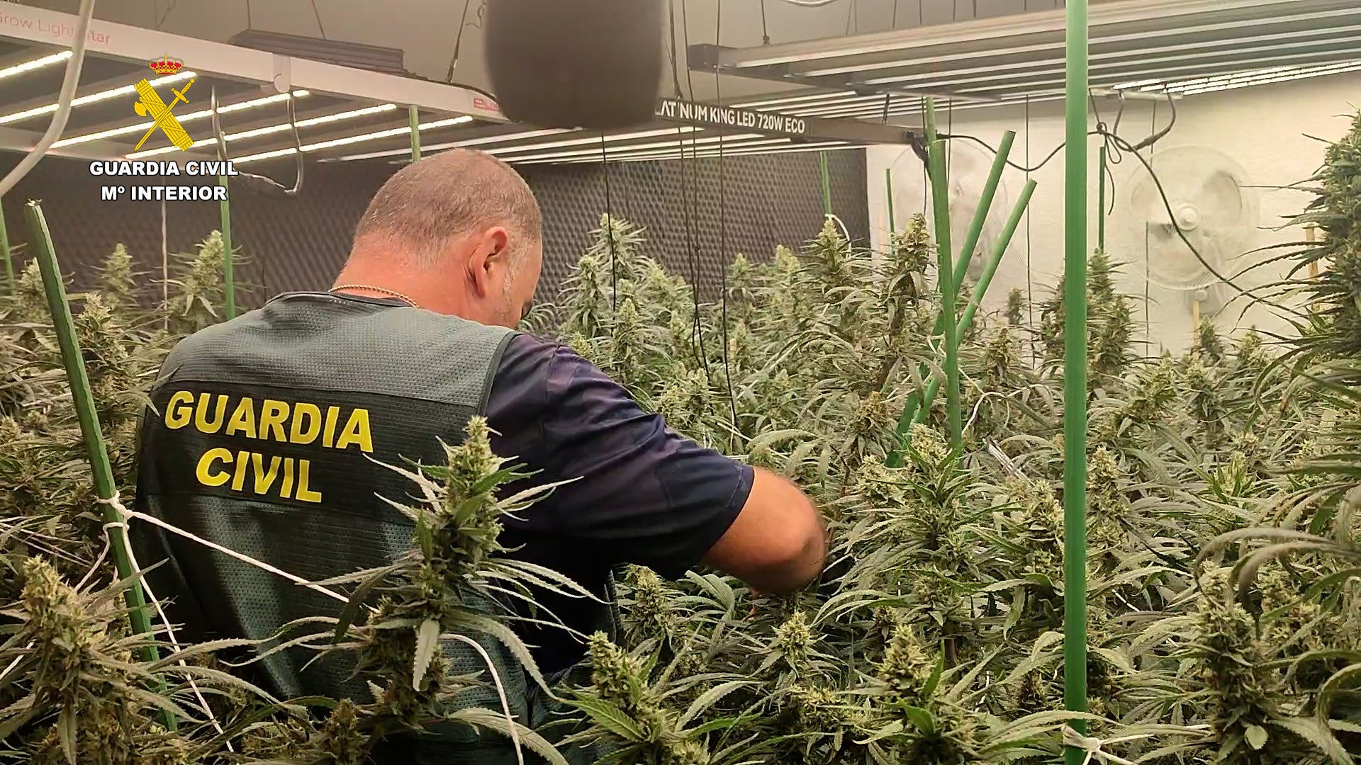 Dos personas ingresan en prisión tras desmantelar la Guardia Civil una plantación de marihuana “indoor” en Oropesa del Mar Dos personas ingresan en prisión tras desmantelar la Guardia Civil una plantación de marihuana “indoor” en Oropesa del Mar