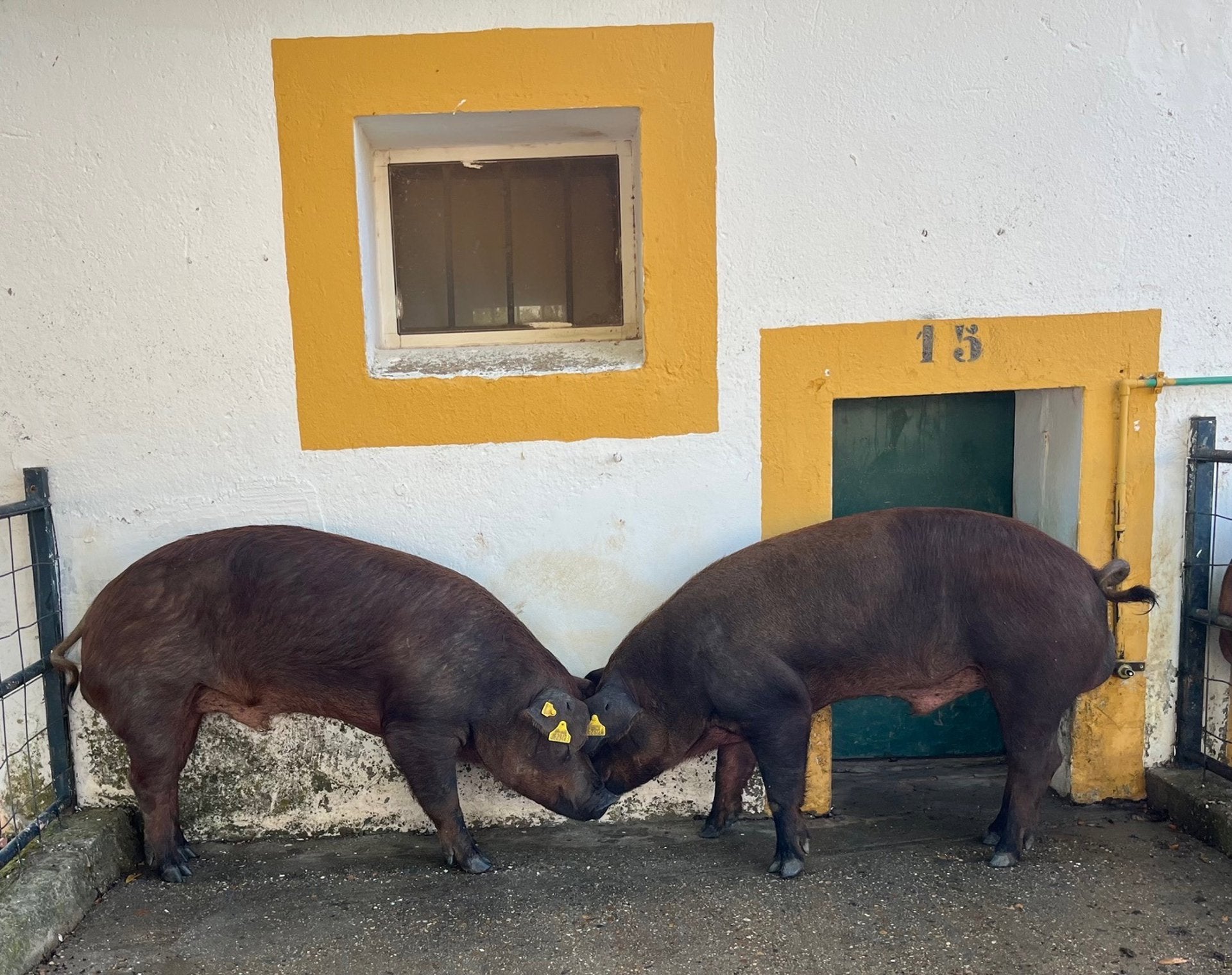 El Censyra subasta 29 sementales porcinos Duroc con un precio de salida de 700 euros El Censyra subasta 29 sementales porcinos Duroc con un precio de salida de 700 euros