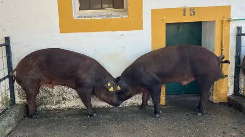 El Censyra subasta 29 sementales porcinos Duroc con un precio de salida de 700 euros El Censyra subasta 29 sementales porcinos Duroc con un precio de salida de 700 euros