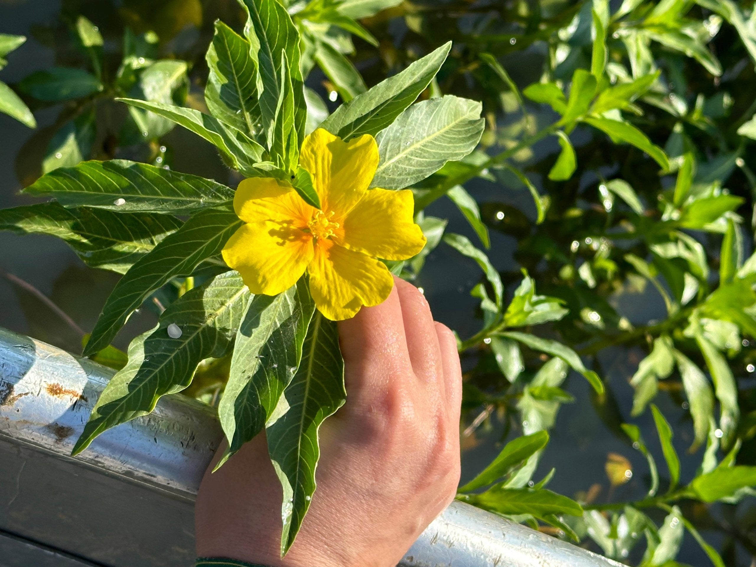 La CHG logra controlar la presencia de la especie Ludwigia spp. en el embalse de Los Canchales La CHG logra controlar la presencia de la especie Ludwigia spp. en el embalse de Los Canchales