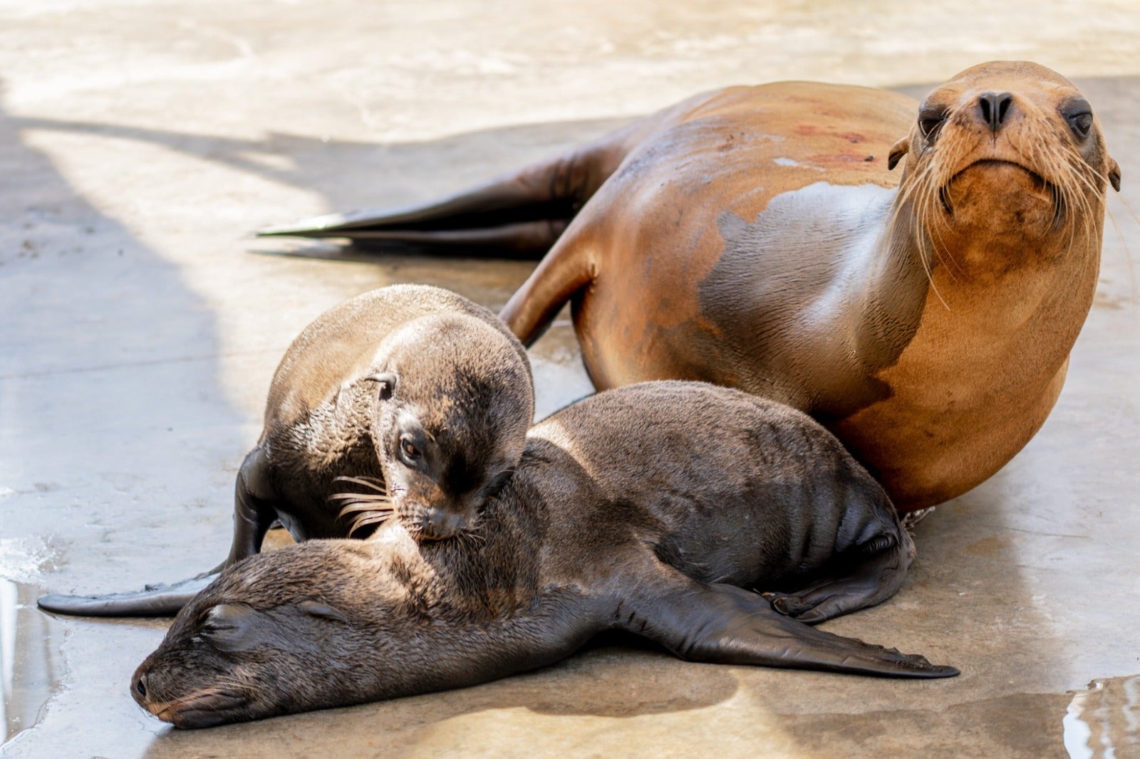 El Oceanogràfic de Valencia celebra un nacimiento histórico: dos mellizos de león marino El Oceanogràfic de Valencia celebra un nacimiento histórico: dos mellizos de león marino