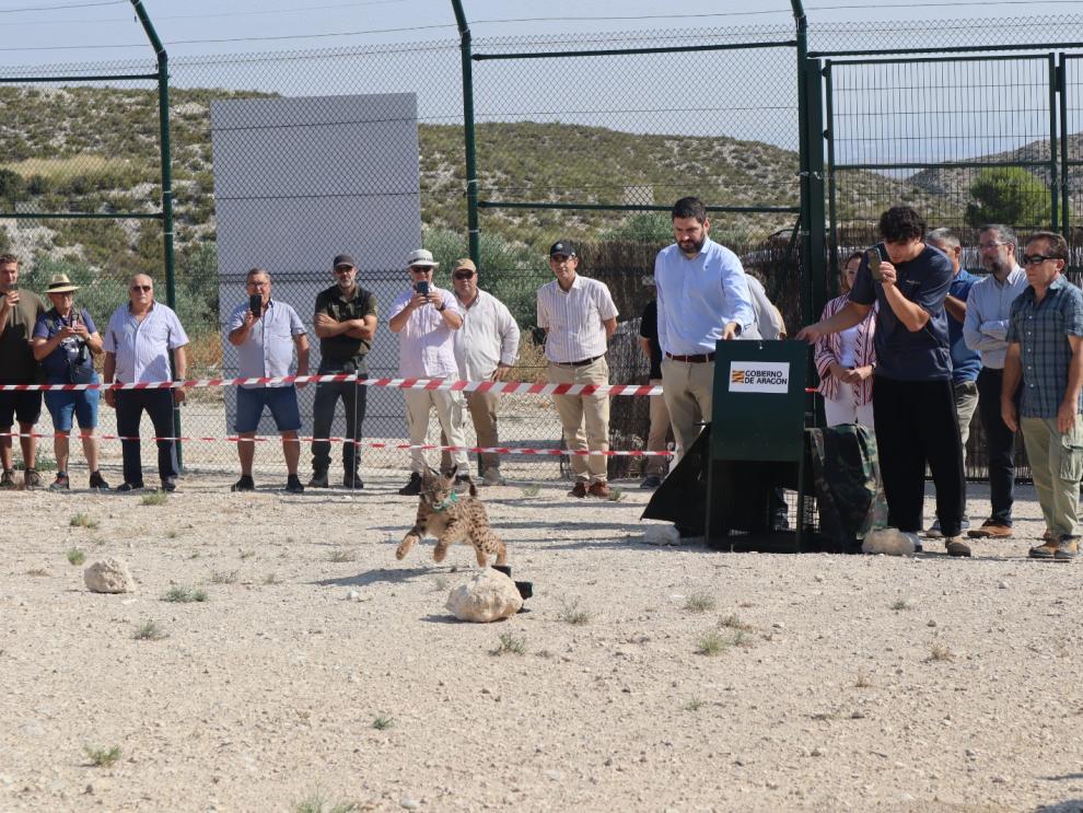 Continúa la reintroducción del lince con la llegada de Wepe Continúa la reintroducción del lince con la llegada de Wepe