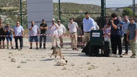 Continúa la reintroducción del lince con la llegada de Wepe El lince se aclimatará inicialmente en una superficie de dos hectáreas donde aprenderá a cazar