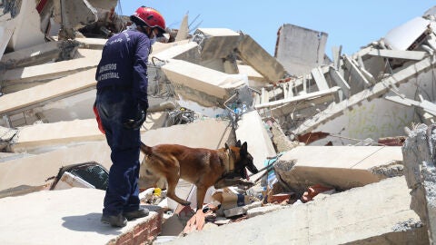 Imagen de un perro rescatista en los terremotos de Venezuela.