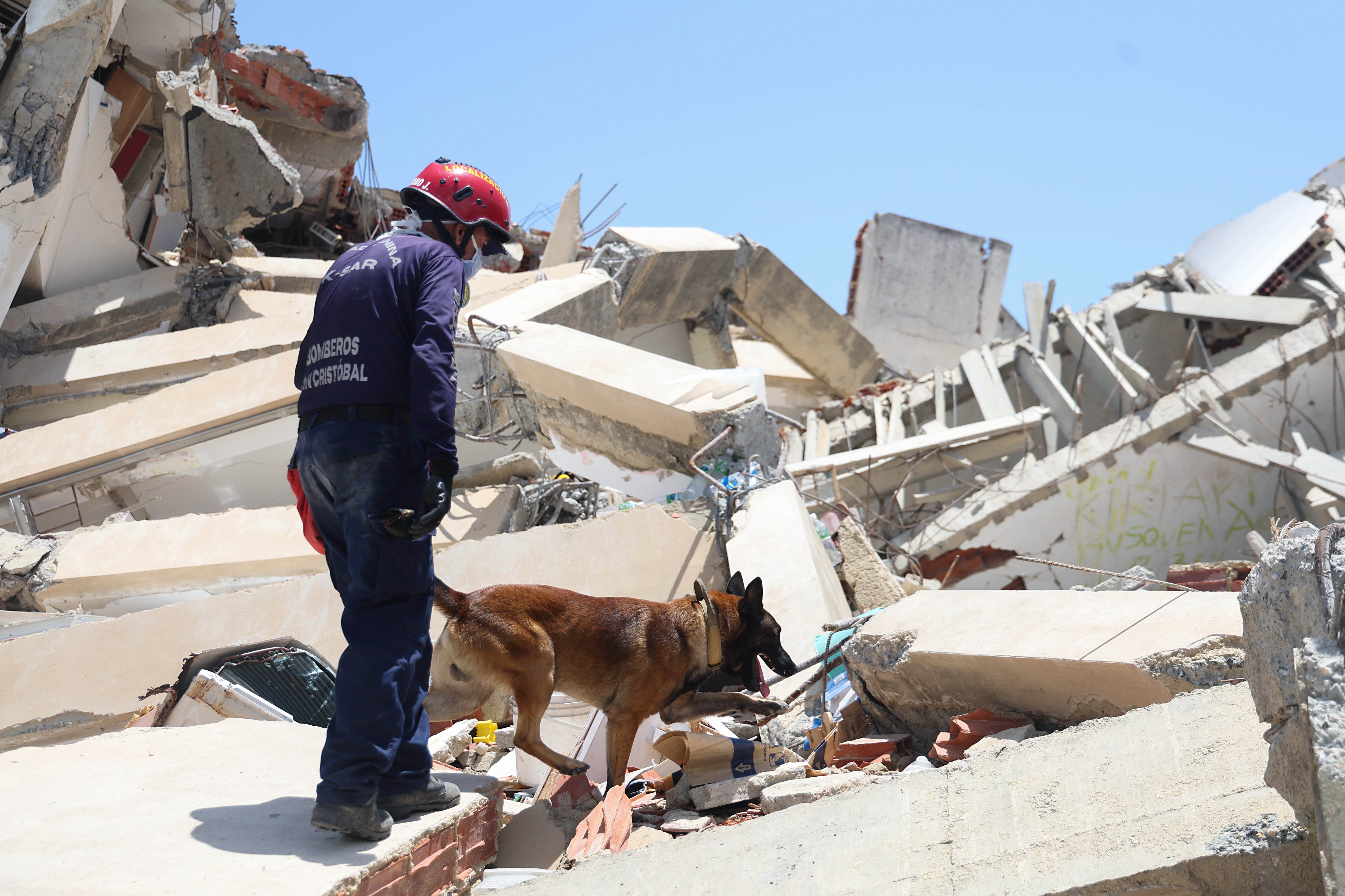 Imagen de un perro rescatista en los terremotos de Venezuela. Imagen de un perro rescatista en los terremotos de Venezuela.