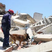 Imagen de un perro rescatista en los terremotos de Venezuela.