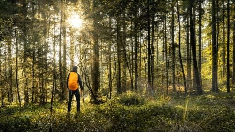 Guardas forestales