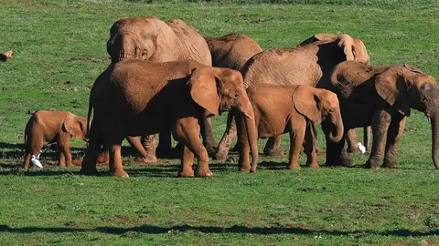Manada elefantes de Cabárceno Manada elefantes de Cabárceno