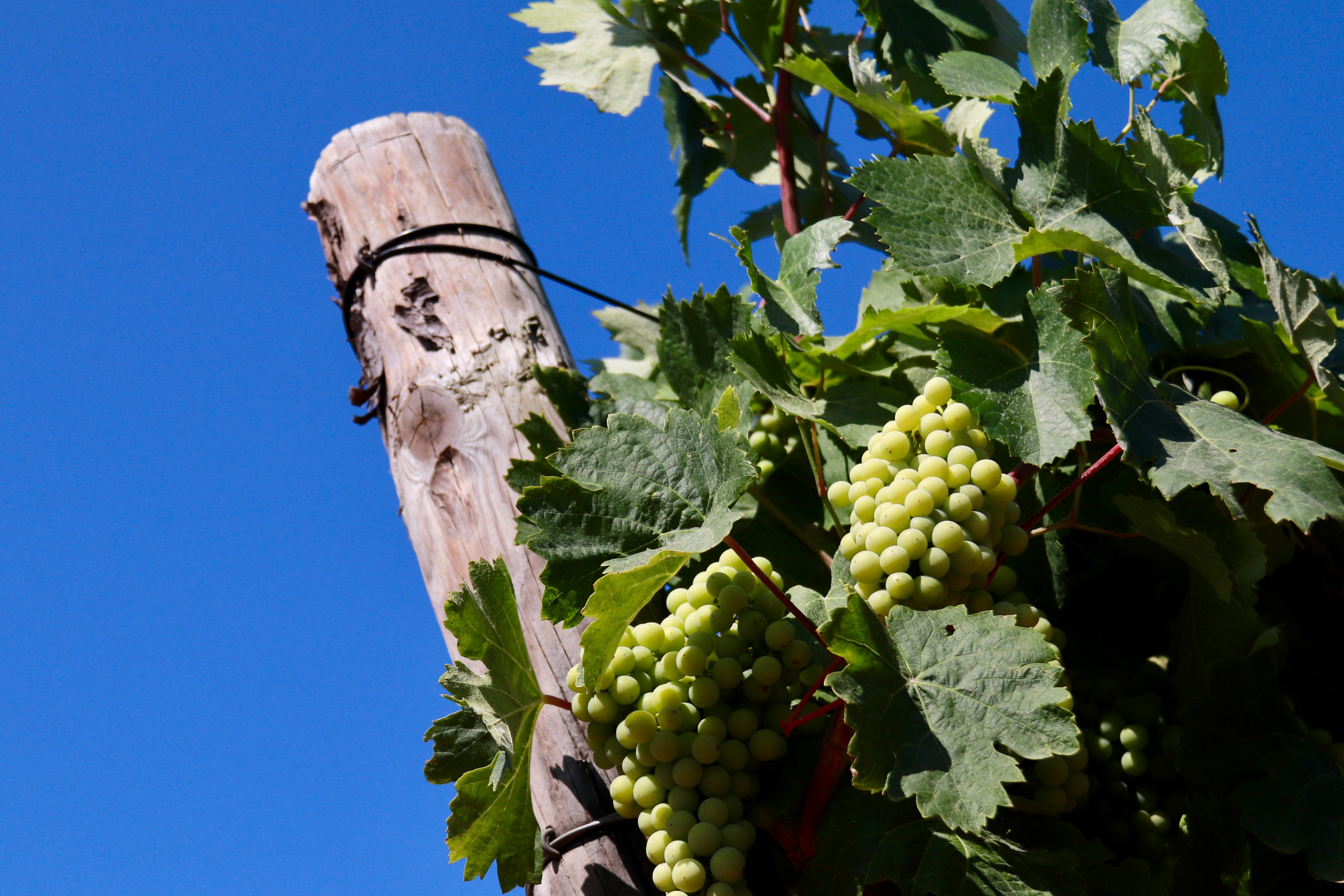 Els viticultors del cava pressionen Freixenet perquè recuperi producció i ajudi a absorbir l'excedent de raïm Els viticultors del cava pressionen Freixenet perquè recuperi producció i ajudi a absorbir l'excedent de raïm