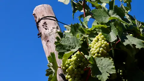 Els viticultors del cava pressionen Freixenet perquè recuperi producció i ajudi a absorbir l'excedent de raïm Els viticultors del cava pressionen Freixenet perquè recuperi producció i ajudi a absorbir l'excedent de raïm
