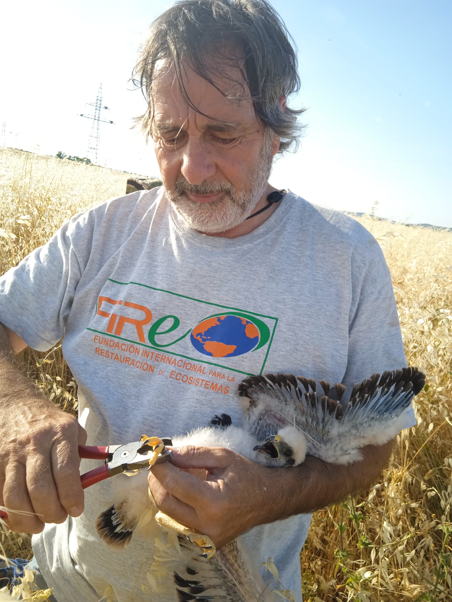 Nuevo paso hacia la conservación del aguilucho cenizo en Ciudad Real Nuevo paso hacia la conservación del aguilucho cenizo en Ciudad Real