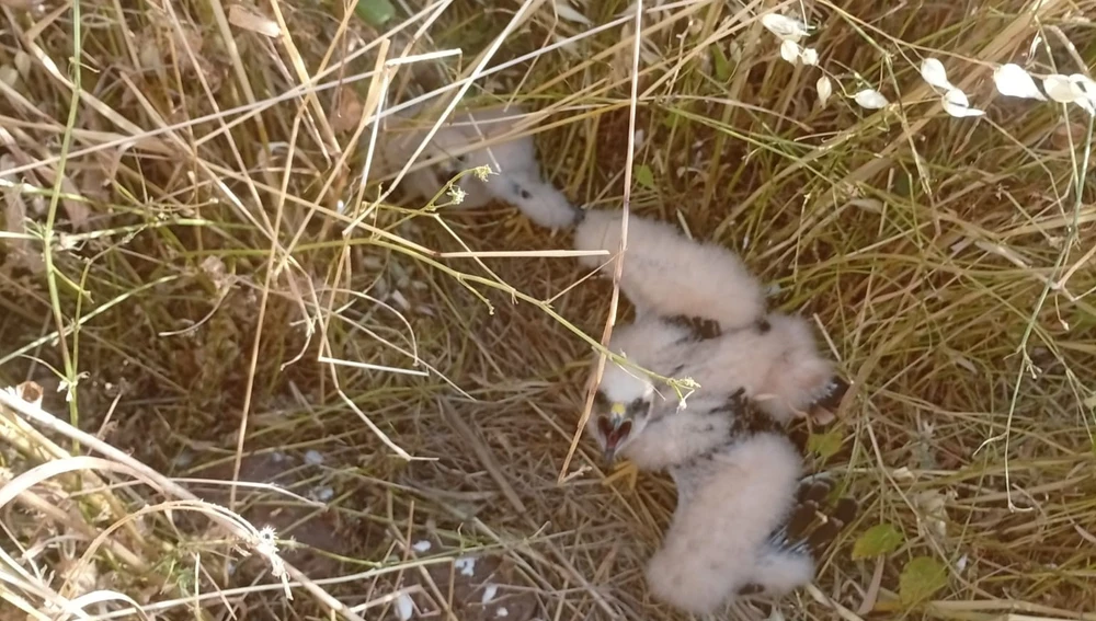 Nido de pollos de aguilucho cenizo Nido de pollos de aguilucho cenizo