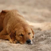Un perro enfermo Un perro enfermo