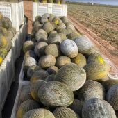 Recogida melón piel de sapo 