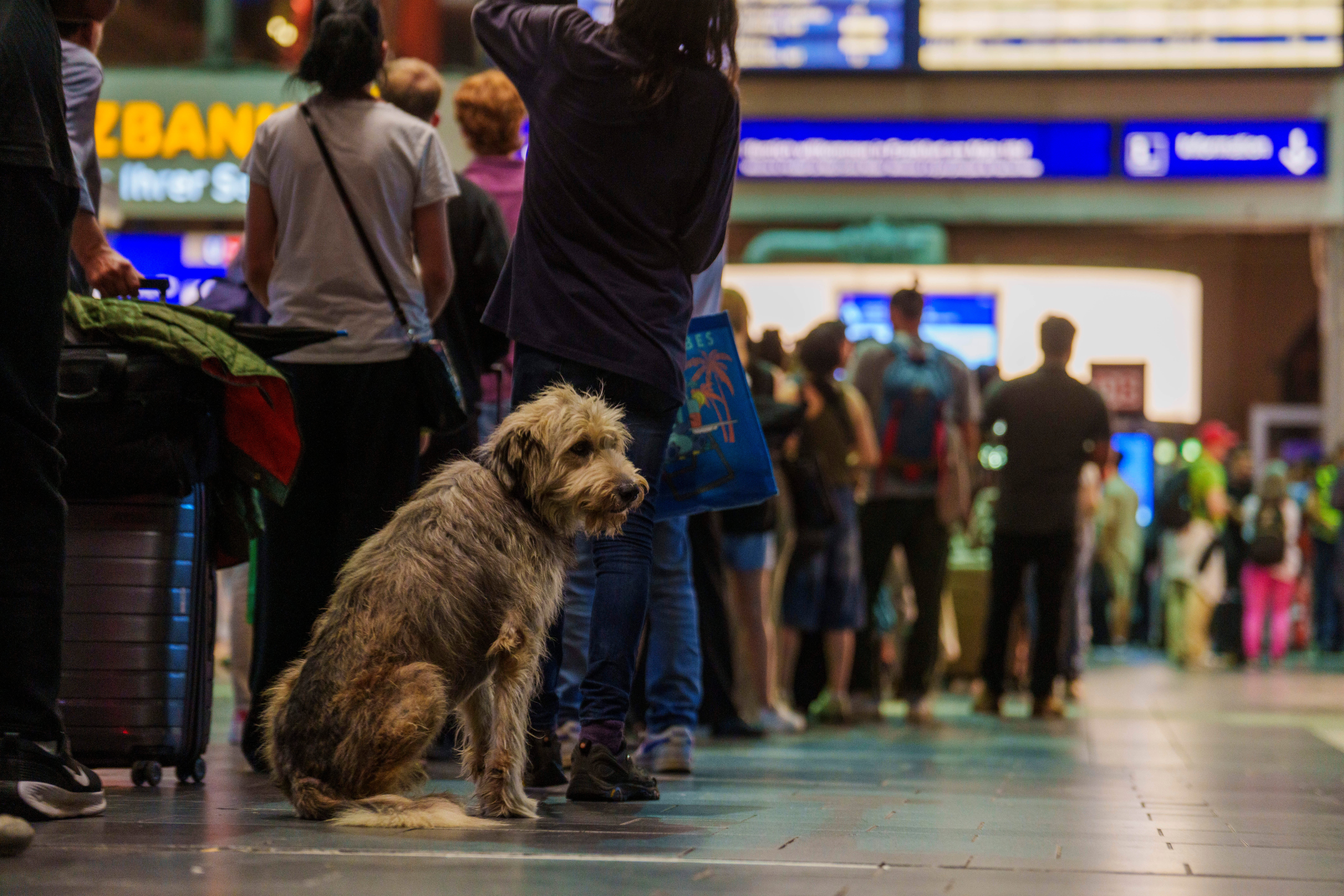 Viajar con perros en Renfe es posible: estas son las condiciones y los precios de la compañía Viajar con perros en Renfe es posible: estas son las condiciones y los precios de la compañía