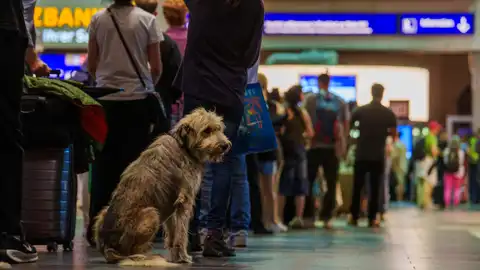 Viajar con perros en Renfe es posible: estas son las condiciones y los precios de la compañía Viajar con perros en Renfe es posible: estas son las condiciones y los precios de la compañía