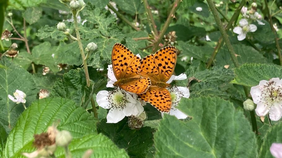 Qu&eacute; sabemos de las mariposas