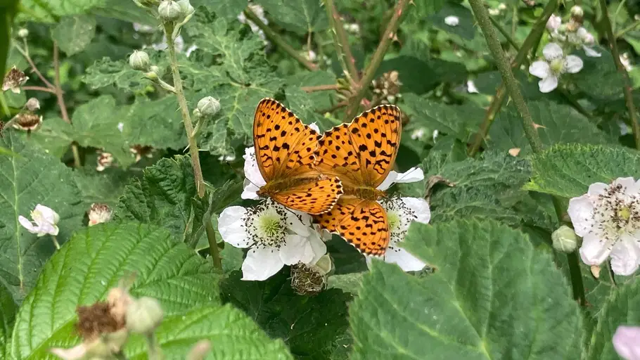 Qué sabemos de las mariposas Qué sabemos de las mariposas